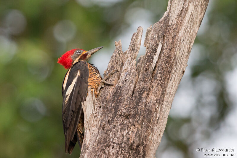 Lineated Woodpecker male