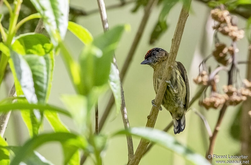 Olivaceous Piculet male