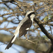 Grey-backed Fiscal