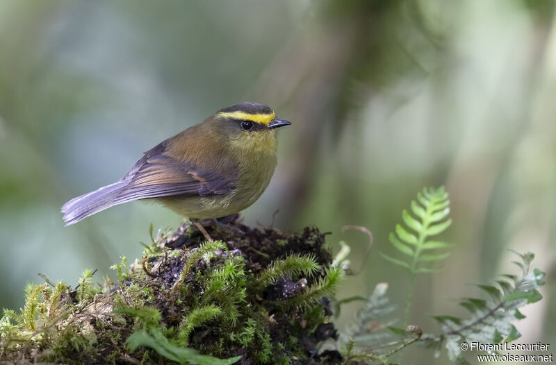 Yellow-bellied Chat-Tyrant