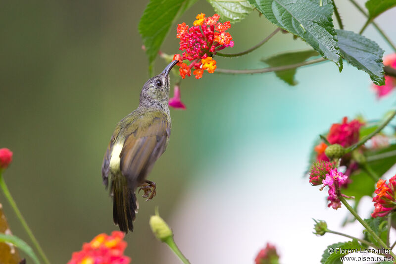 Black-throated Sunbird female adult breeding, eats