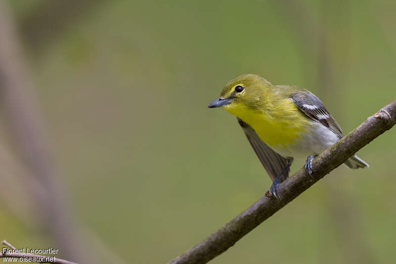 Yellow-throated Vireoadult, close-up portrait