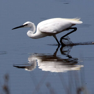 Aigrette garzette