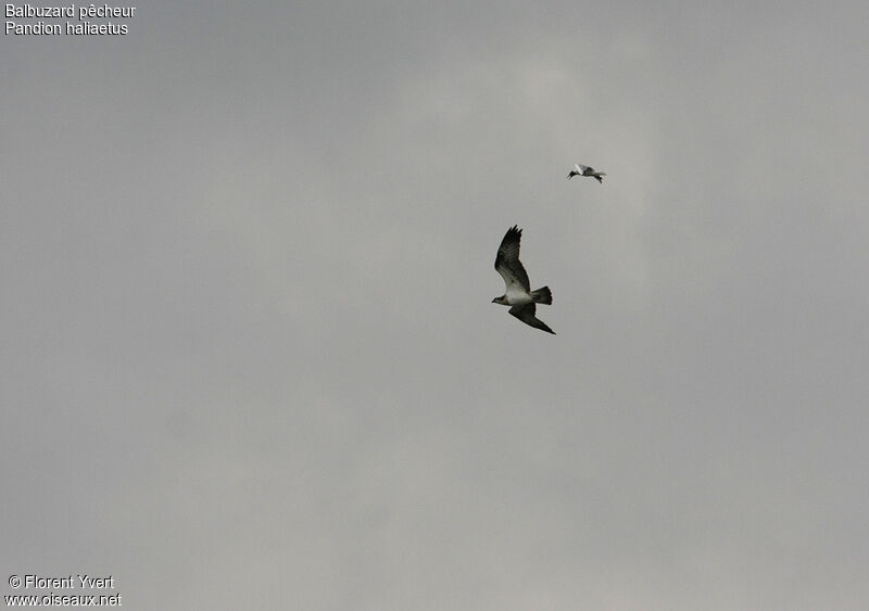 Western Osprey female adult, Flight, Behaviour