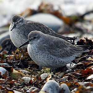 Red Knot