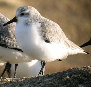 B�casseau sanderling
