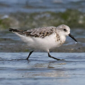 Sanderling 
&copy; Florent Yvert