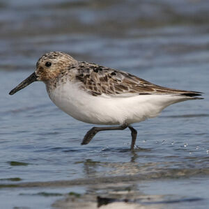 Sanderling 
&copy; Florent Yvert
