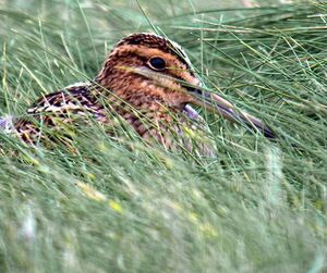 Common Snipe 
&copy; Florent Yvert