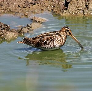 Common Snipe 
&copy; Florent Yvert