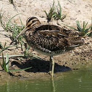 Common Snipe 
&copy; Florent Yvert