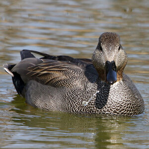 Canard chipeau