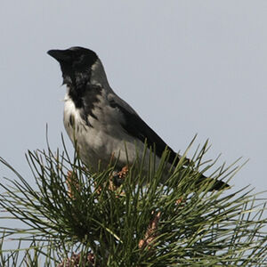 Hooded Crow 
&copy; Florent Yvert