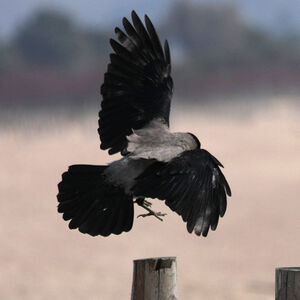Hooded Crow 
&copy; Florent Yvert