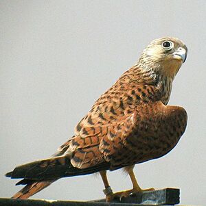 Lesser Kestrel 
&copy; Florent Yvert