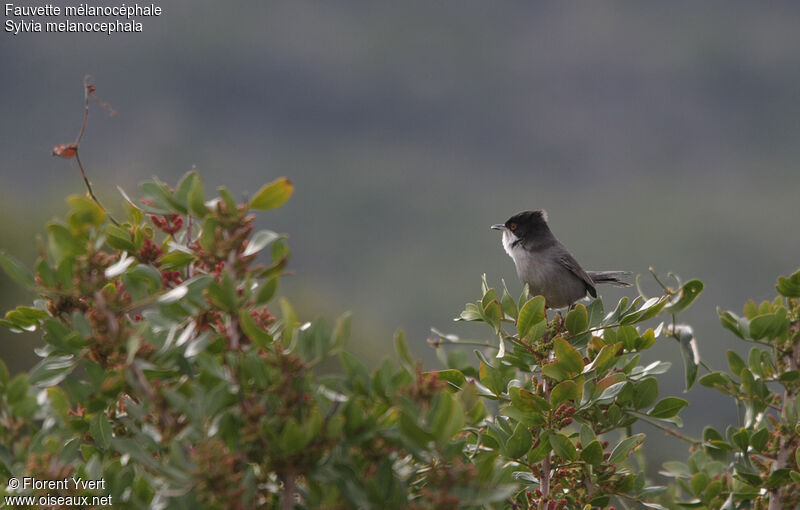 Sardinian Warbler male adult