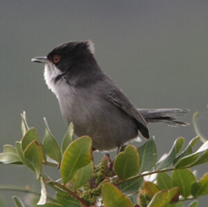 Sardinian Warbler 
&copy; Florent Yvert