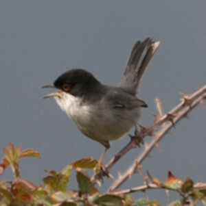 Sardinian Warbler 
&copy; Florent Yvert