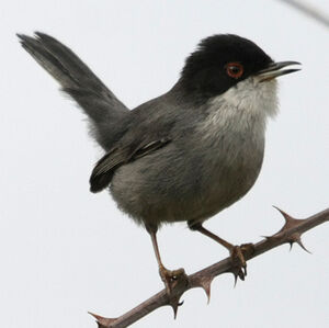 Sardinian Warbler 
&copy; Florent Yvert