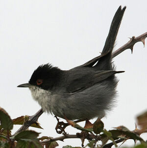 Sardinian Warbler 
&copy; Florent Yvert