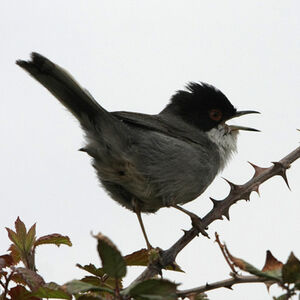 Sardinian Warbler 
&copy; Florent Yvert