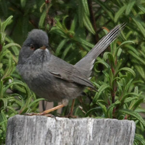 Marmora's Warbler 
&copy; Florent Yvert