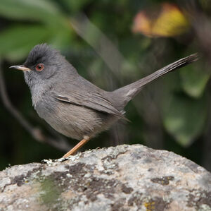 Marmora's Warbler 
&copy; Florent Yvert