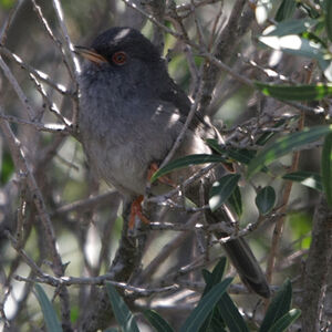 Marmora's Warbler 
&copy; Florent Yvert