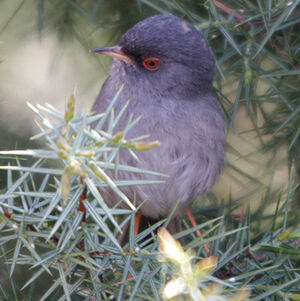 Marmora's Warbler 
&copy; Florent Yvert