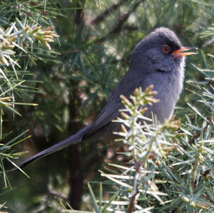 Marmora's Warbler 
&copy; Florent Yvert