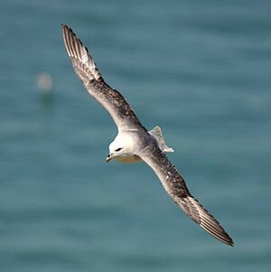 Fulmar bor�al 
&copy; Florent Yvert