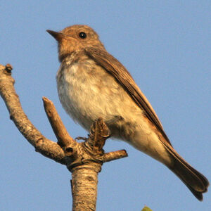 Spotted Flycatcher