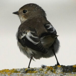 Gobemouche noir 
&copy; Florent Yvert