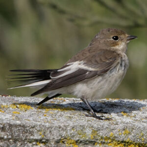 Gobemouche noir 
&copy; Florent Yvert