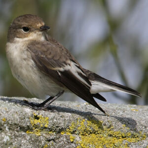 Gobemouche noir 
&copy; Florent Yvert