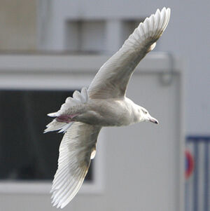Glaucous Gull