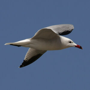 Audouin's Gull 
&copy; Florent Yvert
