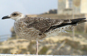 Go�land leucoph�e 
&copy; Florent Yvert