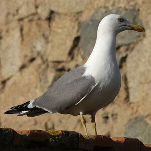 Go�land leucoph�e 
&copy; Florent Yvert