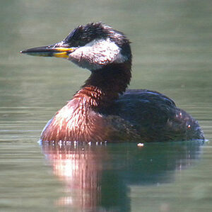 Red-necked Grebe 
&copy; Florent Yvert