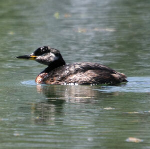 Red-necked Grebe 
&copy; Florent Yvert