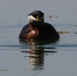 Red-necked Grebe 
&copy; Florent Yvert