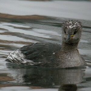 Red-necked Grebe 
&copy; Florent Yvert