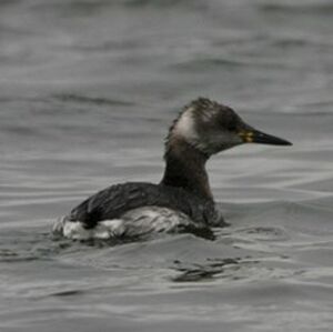 Red-necked Grebe 
&copy; Florent Yvert