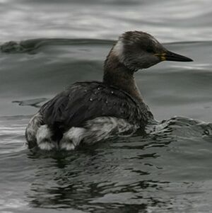 Red-necked Grebe 
&copy; Florent Yvert