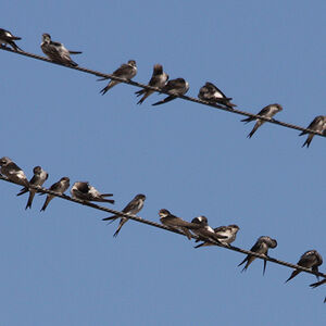 Common House Martin 
&copy; Florent Yvert