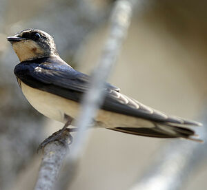 Barn Swallow