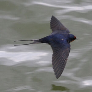 Barn Swallow