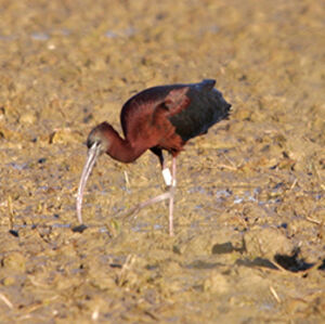 Ibis falcinelle 
&copy; Florent Yvert