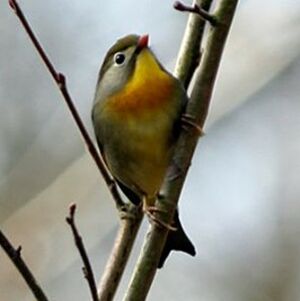 Red-billed Leiothrix 
&copy; Florent Yvert